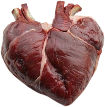anotomical heart 5